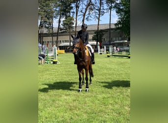 Deutsches Sportpferd, Stute, 5 Jahre, 170 cm, Brauner