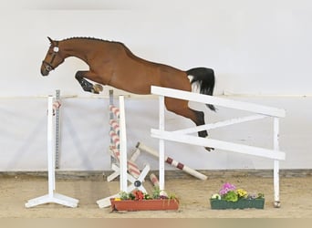 Deutsches Sportpferd, Stute, 5 Jahre, 170 cm, Brauner
