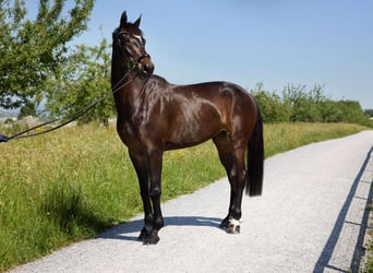 Deutsches Sportpferd, Stute, 5 Jahre, 170 cm, Dunkelbrauner