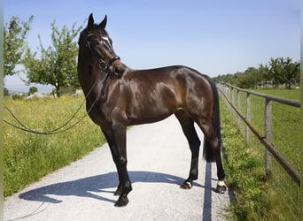 Deutsches Sportpferd, Stute, 5 Jahre, 170 cm, Dunkelbrauner
