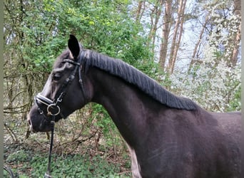 Deutsches Sportpferd, Stute, 5 Jahre, 170 cm, Dunkelbrauner