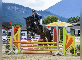 Deutsches Sportpferd, Stute, 5 Jahre, 170 cm, Dunkelbrauner