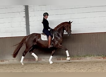 Deutsches Sportpferd, Stute, 5 Jahre, 170 cm, Dunkelfuchs