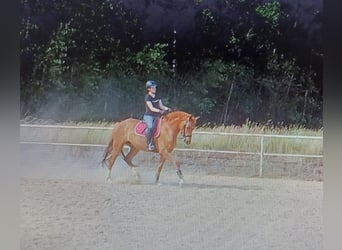 Deutsches Sportpferd, Stute, 5 Jahre, 170 cm, Fuchs