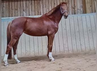 Deutsches Sportpferd, Stute, 5 Jahre, 170 cm, Fuchs