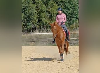 Deutsches Sportpferd, Stute, 5 Jahre, 170 cm, Fuchs