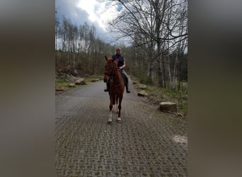 Deutsches Sportpferd, Stute, 5 Jahre, 170 cm, Fuchs