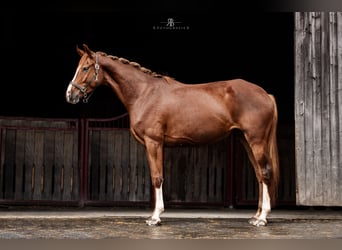 Deutsches Sportpferd, Stute, 5 Jahre, 170 cm, Fuchs