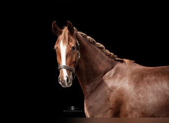 Deutsches Sportpferd, Stute, 5 Jahre, 170 cm, Fuchs