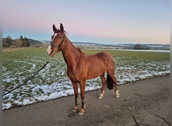 Deutsches Sportpferd, Stute, 5 Jahre, 170 cm, Fuchs