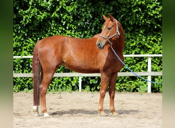 Deutsches Sportpferd, Stute, 5 Jahre, 170 cm, Fuchs