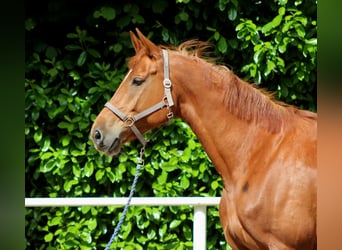 Deutsches Sportpferd, Stute, 5 Jahre, 170 cm, Fuchs
