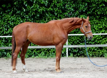 Deutsches Sportpferd, Stute, 5 Jahre, 170 cm, Fuchs