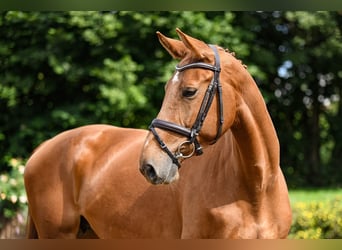 Deutsches Sportpferd, Stute, 5 Jahre, 170 cm, Fuchs