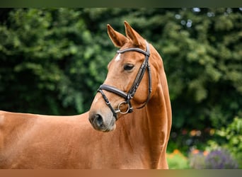 Deutsches Sportpferd, Stute, 5 Jahre, 170 cm, Fuchs