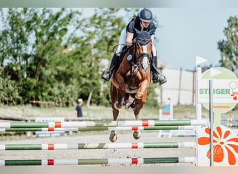 Deutsches Sportpferd, Stute, 5 Jahre, 170 cm, Fuchs