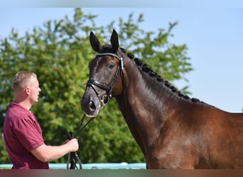 Deutsches Sportpferd, Stute, 5 Jahre, 170 cm, Rappe