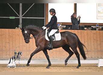 Deutsches Sportpferd, Stute, 5 Jahre, 170 cm, Rappe