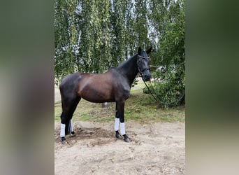 Deutsches Sportpferd, Stute, 5 Jahre, 170 cm, Schwarzbrauner