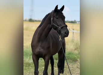 Deutsches Sportpferd, Stute, 5 Jahre, 170 cm, Schwarzbrauner