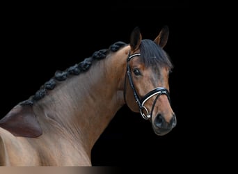 Deutsches Sportpferd, Stute, 5 Jahre, 171 cm, Brauner