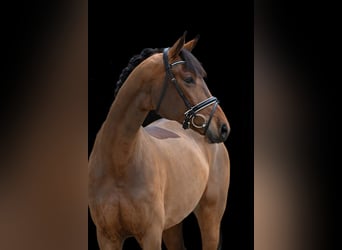 Deutsches Sportpferd, Stute, 5 Jahre, 171 cm, Brauner