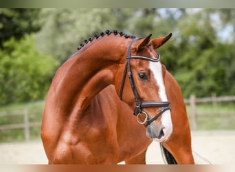 Deutsches Sportpferd, Stute, 5 Jahre, 171 cm, Brauner