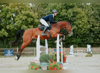 Deutsches Sportpferd, Stute, 5 Jahre, 171 cm, Brauner