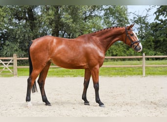 Deutsches Sportpferd, Stute, 5 Jahre, 171 cm, Brauner