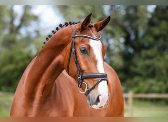 Deutsches Sportpferd, Stute, 5 Jahre, 171 cm, Brauner