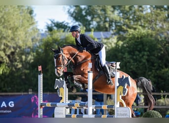 Deutsches Sportpferd, Stute, 5 Jahre, 171 cm, Brauner
