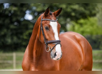 Deutsches Sportpferd, Stute, 5 Jahre, 171 cm, Brauner