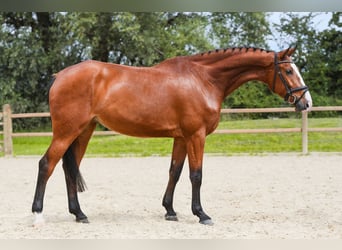 Deutsches Sportpferd, Stute, 5 Jahre, 171 cm, Brauner