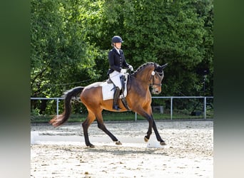 Deutsches Sportpferd, Stute, 5 Jahre, 171 cm, Dunkelbrauner