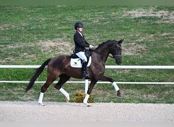 Deutsches Sportpferd, Stute, 5 Jahre, 171 cm, Rappe