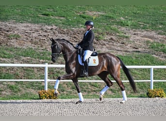 Deutsches Sportpferd, Stute, 5 Jahre, 171 cm, Rappe