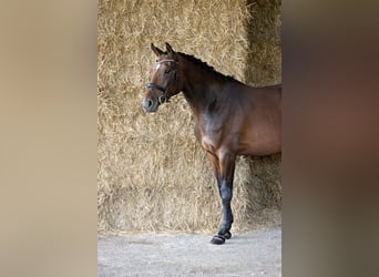 Deutsches Sportpferd, Stute, 5 Jahre, 172 cm, Brauner