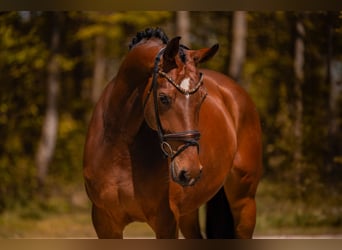 Deutsches Sportpferd, Stute, 5 Jahre, 172 cm, Brauner