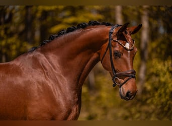 Deutsches Sportpferd, Stute, 5 Jahre, 172 cm, Brauner