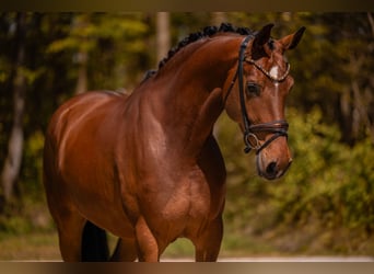 Deutsches Sportpferd, Stute, 5 Jahre, 172 cm, Brauner