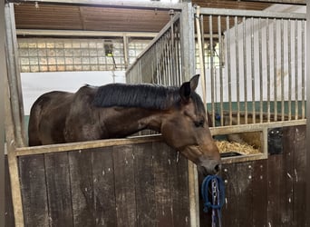 Deutsches Sportpferd, Stute, 5 Jahre, 172 cm, Dunkelbrauner
