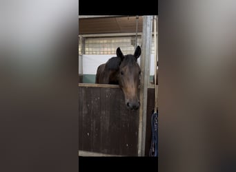 Deutsches Sportpferd, Stute, 5 Jahre, 172 cm, Dunkelbrauner
