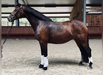 Deutsches Sportpferd, Stute, 5 Jahre, 172 cm, Dunkelbrauner