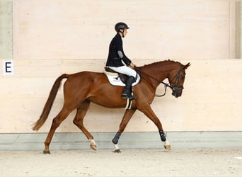 Deutsches Sportpferd, Stute, 5 Jahre, 172 cm, Fuchs