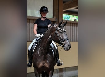 Deutsches Sportpferd, Stute, 5 Jahre, 172 cm, Schwarzbrauner