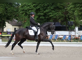 Deutsches Sportpferd, Stute, 5 Jahre, 172 cm, Schwarzbrauner