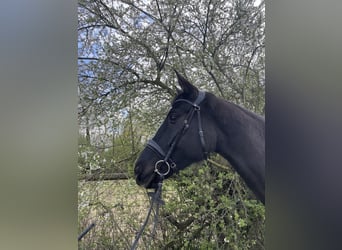 Deutsches Sportpferd, Stute, 5 Jahre, 172 cm, Schwarzbrauner
