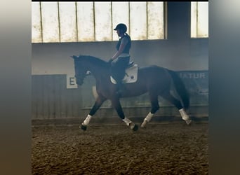 Deutsches Sportpferd, Stute, 5 Jahre, 173 cm, Brauner