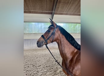 Deutsches Sportpferd, Stute, 5 Jahre, 173 cm, Brauner