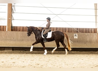 Deutsches Sportpferd, Stute, 5 Jahre, 173 cm, Dunkelfuchs